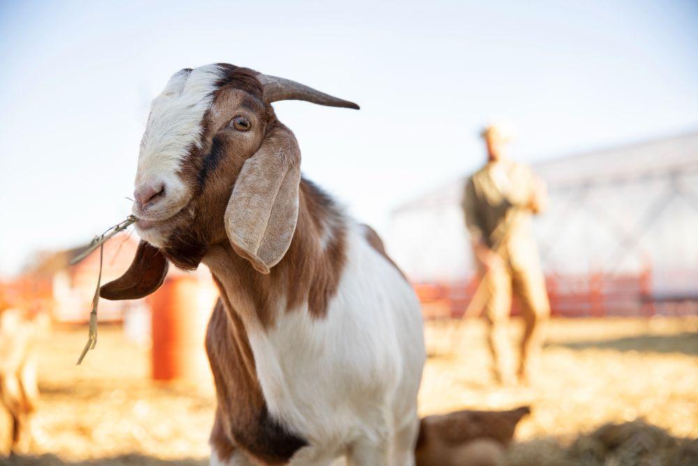 Daging Kambing vs Daging Sapi, Pilih yang Mana untuk Otot?